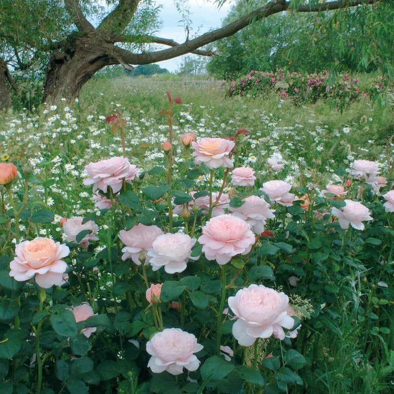 Queen of Sweden David Austin Fragrant Rose 6 Litre