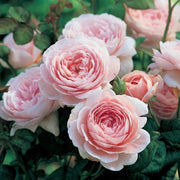 Queen of Sweden David Austin Fragrant Rose 6 Litre
