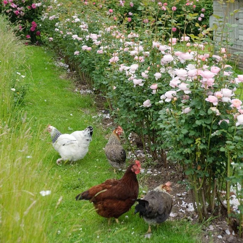 Queen of Sweden David Austin Fragrant Rose 6 Litre