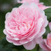 Queen of Sweden David Austin Fragrant Rose 6 Litre