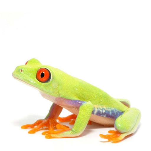 Red Eyed Tree Frog