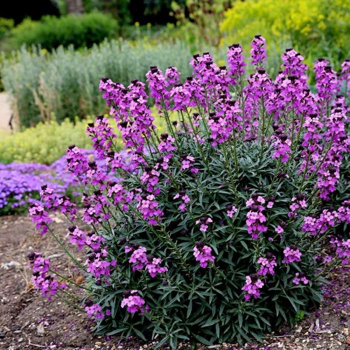 Erysimum Bowles Mauve | Wallflower 'Bowles's Mauve' 2 Litre