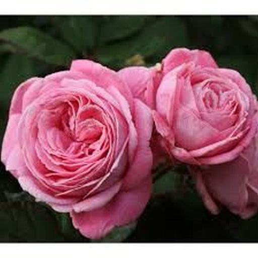 Romance Floribunda Rose 3.5 Litre