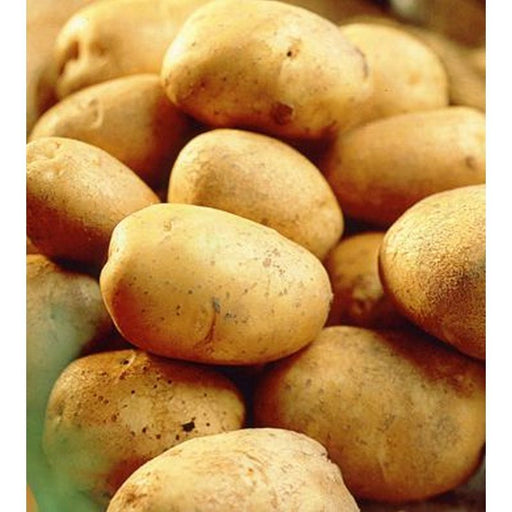 Record Seed Potatoes 2kg - Early Main Crop