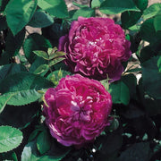 Reine des Violettes Climbing Rose 4.5 Litre