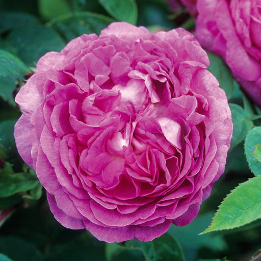 Reine des Violettes Climbing Rose 4.5 Litre