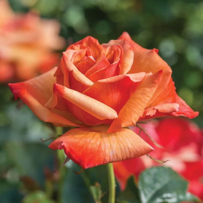 Remember Me Hybrid Tea Rose 3.5 Litre