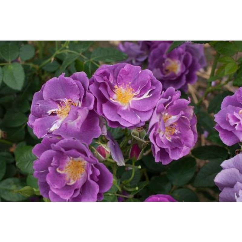 Rhapsody In Blue Floribunda Rose .5 Litre