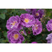 Rhapsody In Blue Floribunda Rose 3.5 Litre