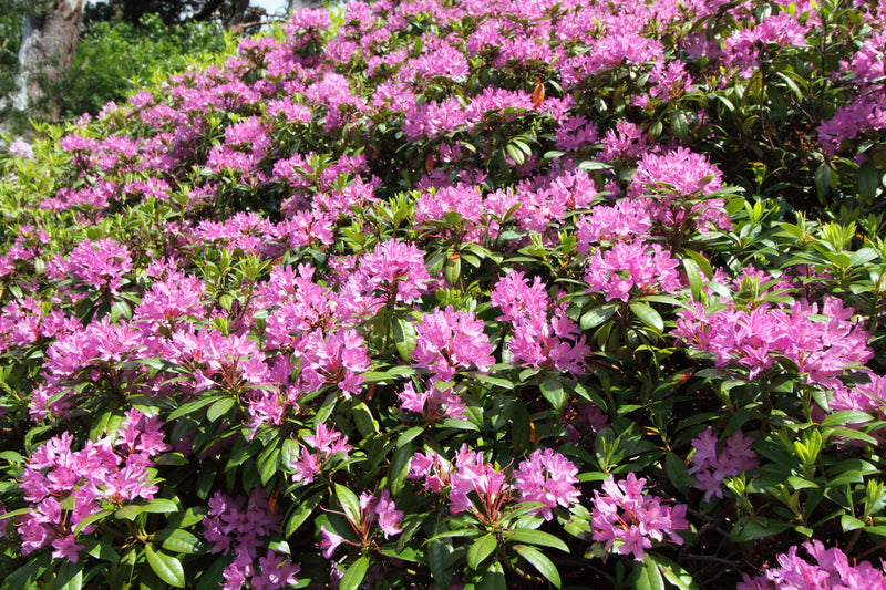 Rhododendron ponticum 'Roseum' 5L