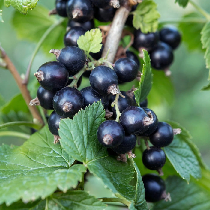 Blackcurrant Ben Nevis | Ribes nigrum 'Ben Nevis'