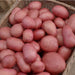 Rooster Seed Potato 2kg - Main Crop