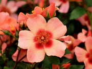 For Your Eyes Only Floribunda Persica Rose 3.5 Litre