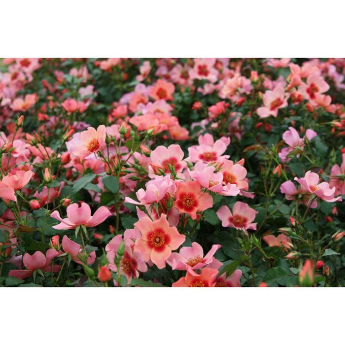 For Your Eyes Only Floribunda Persica Rose 3.5 Litre