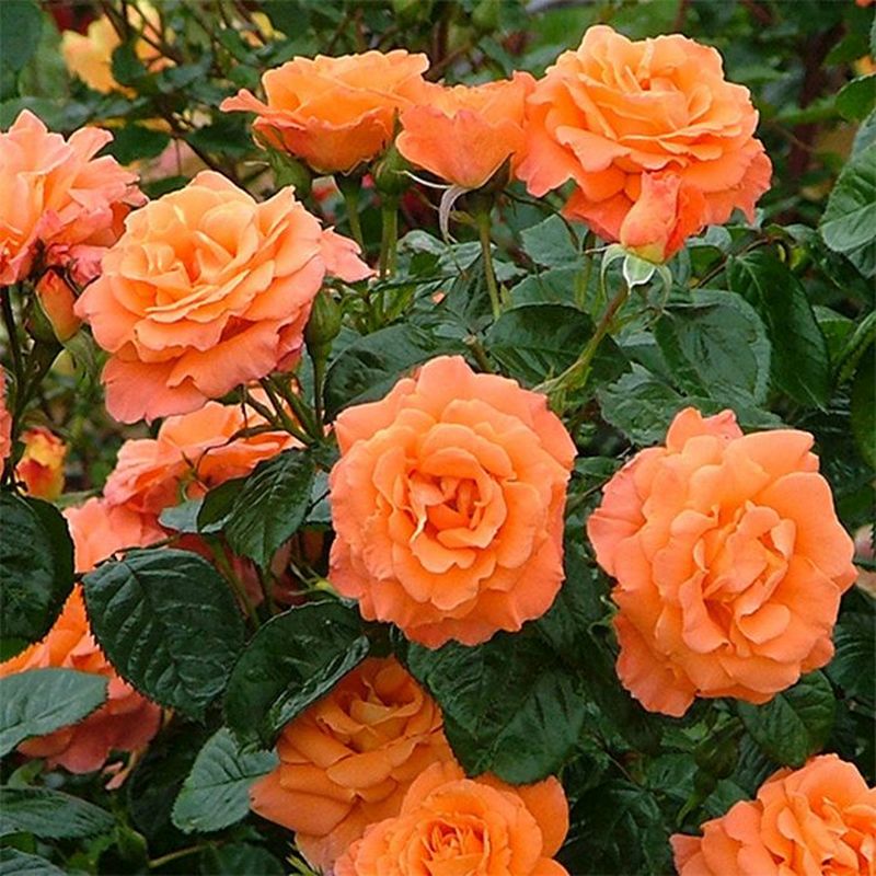 Newsflash Climbing Rose 4.5 Litre