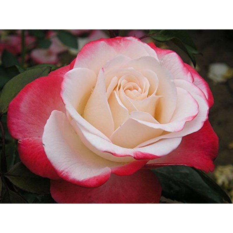 Nostalgia Standard Rose 10 Litre