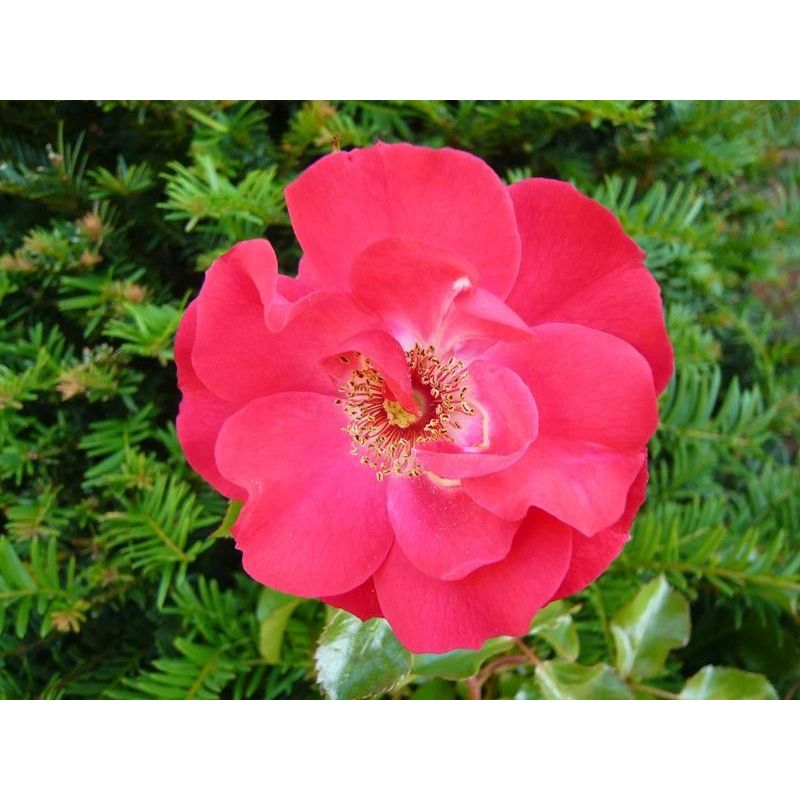 Rosa 'Olympic Flame' Climbing Rose - 5 Litre
