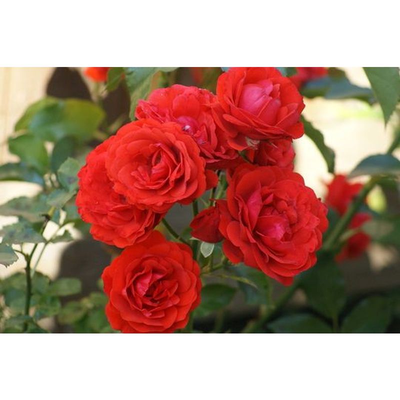 Trumpeter Standard Rose 10 Litre