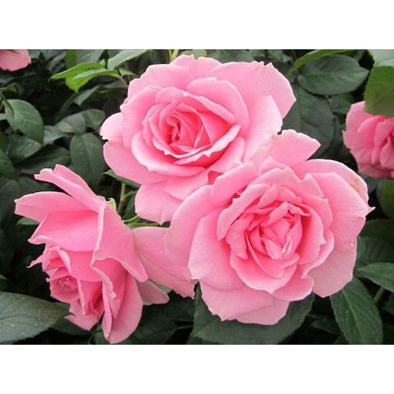 You're Beautiful Floribunda Rose 3.5 Litre