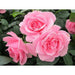 You're Beautiful Floribunda Rose 3.5 Litre