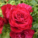 Rouge Meilove Standard Rose 12 Litre