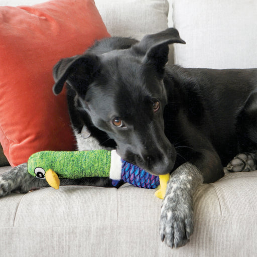 KONG Shakes Cuckoos Asst Dog Toy Medium