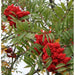 Sorbus Aucu. Sheerwater Seedling - 10Ltr