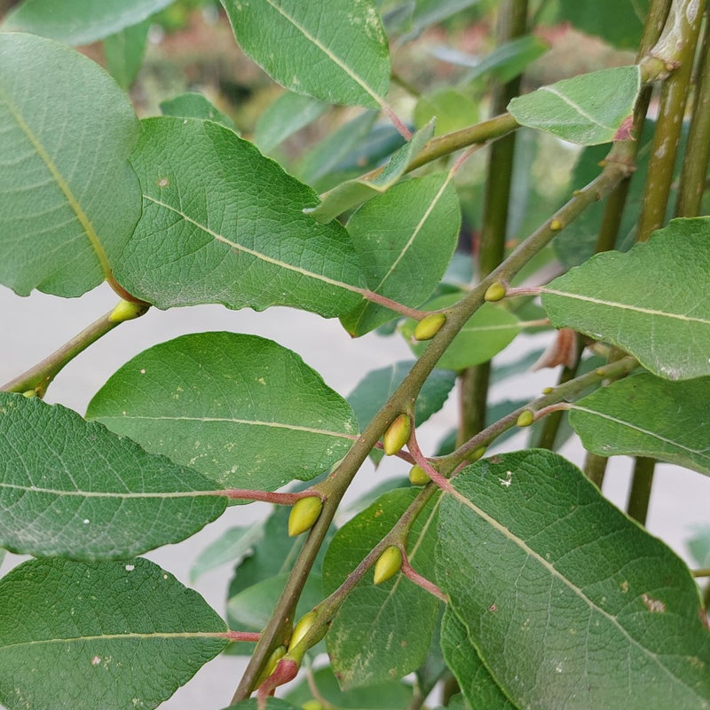 Salix caprea Pendula  - Dwarf Weeping Kilmarnock Willow