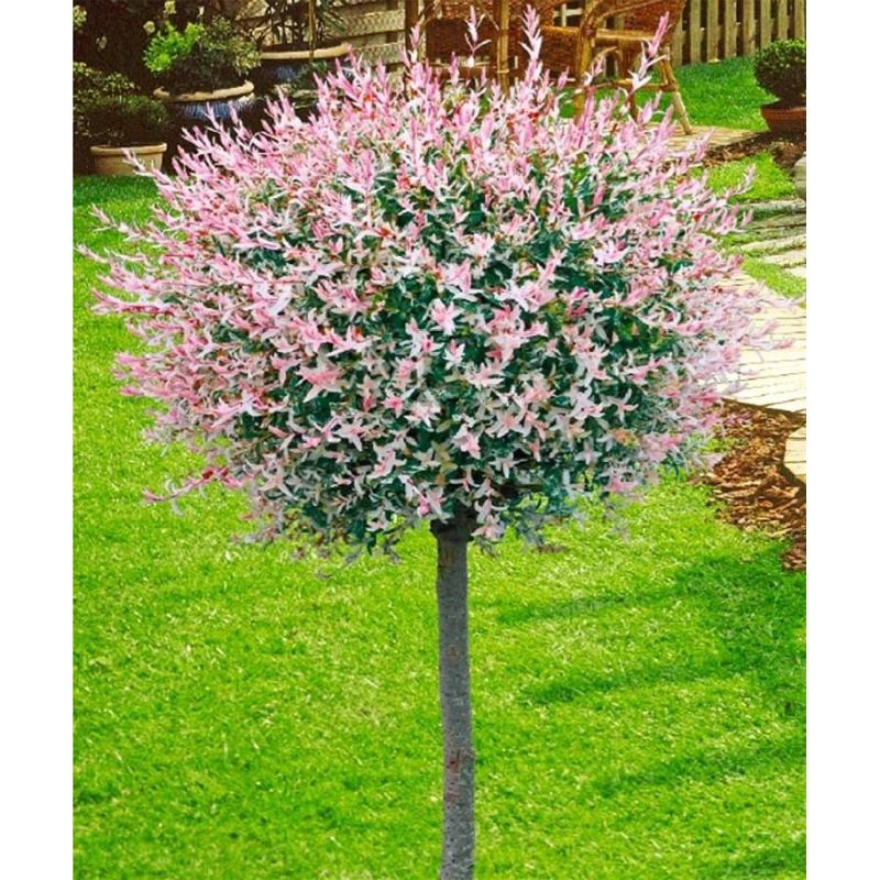 Salix Integra 'Hakuro Nishiki'