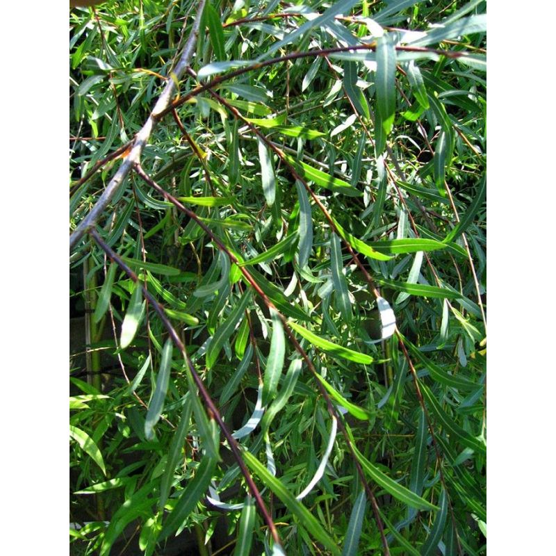 Salix Purpurea Pendula - Weeping Purple Willow