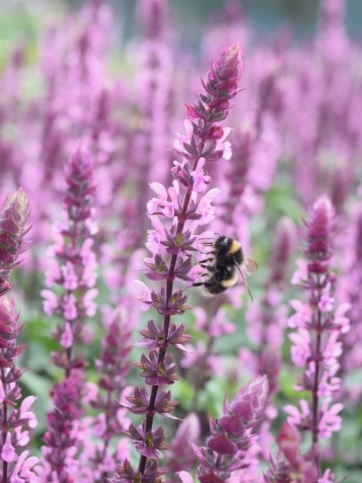 Salvia Sensation Pink