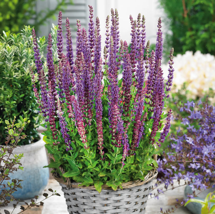 Salvia nemorosa 'East Friesland'
