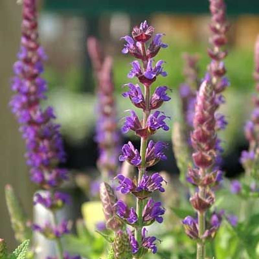 Salvia East Friesland 2L
