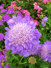 Scabiosa 'Mariposa Blue'
