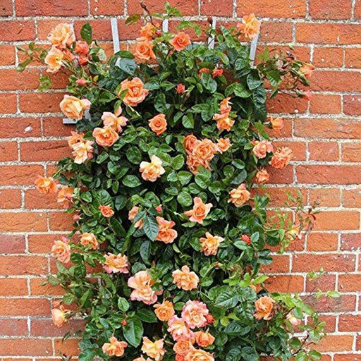 Scent From Heaven Climbing Rose 5 Litre
