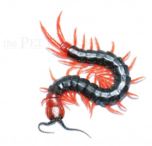 Black Cherry Centipede - Scolopendra sp. Black Cherry