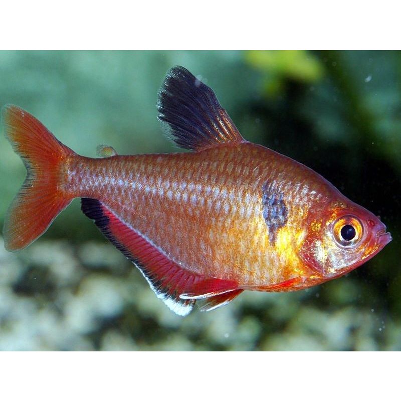 Serpae Tetra