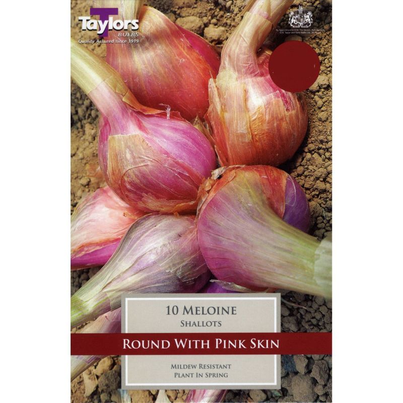 Shallot French Meloine