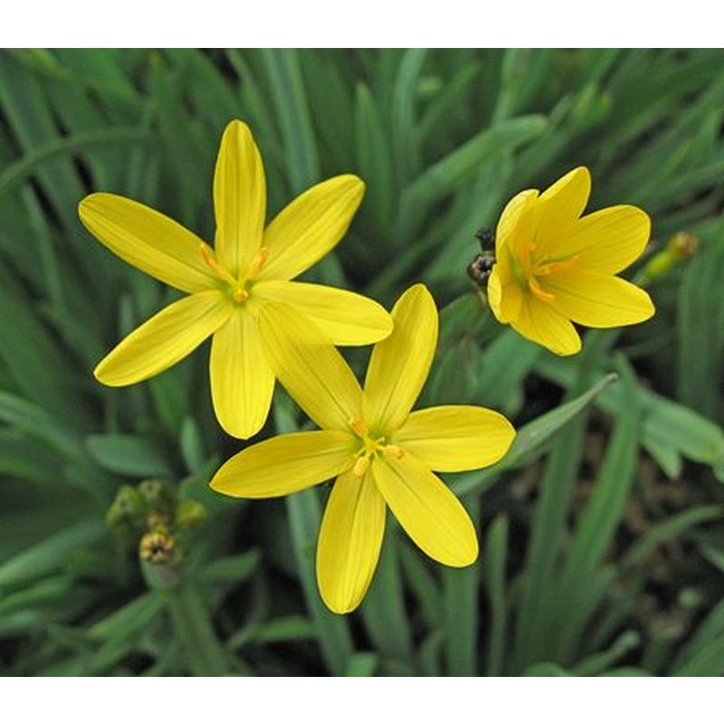 Sisyrinchium Californicum p9