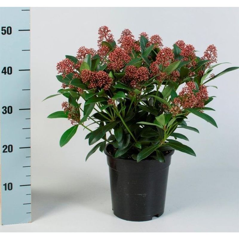 Skimmia japonica 'Rubella' 1.5 Litre