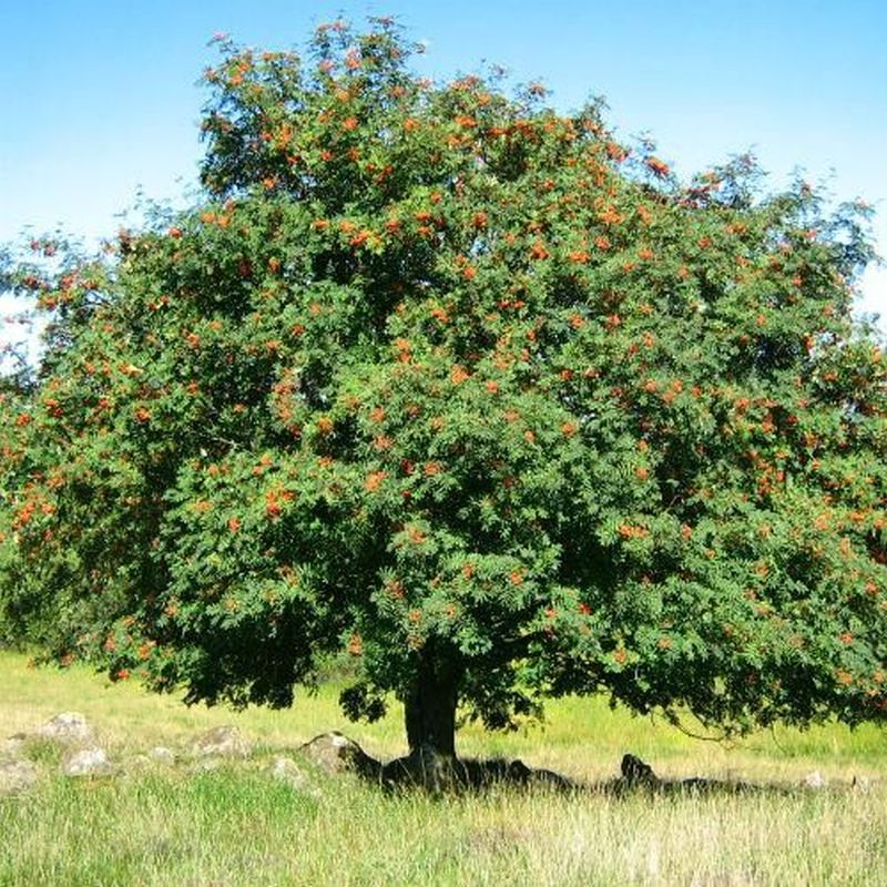 Sorbus aucuparia - Rowan