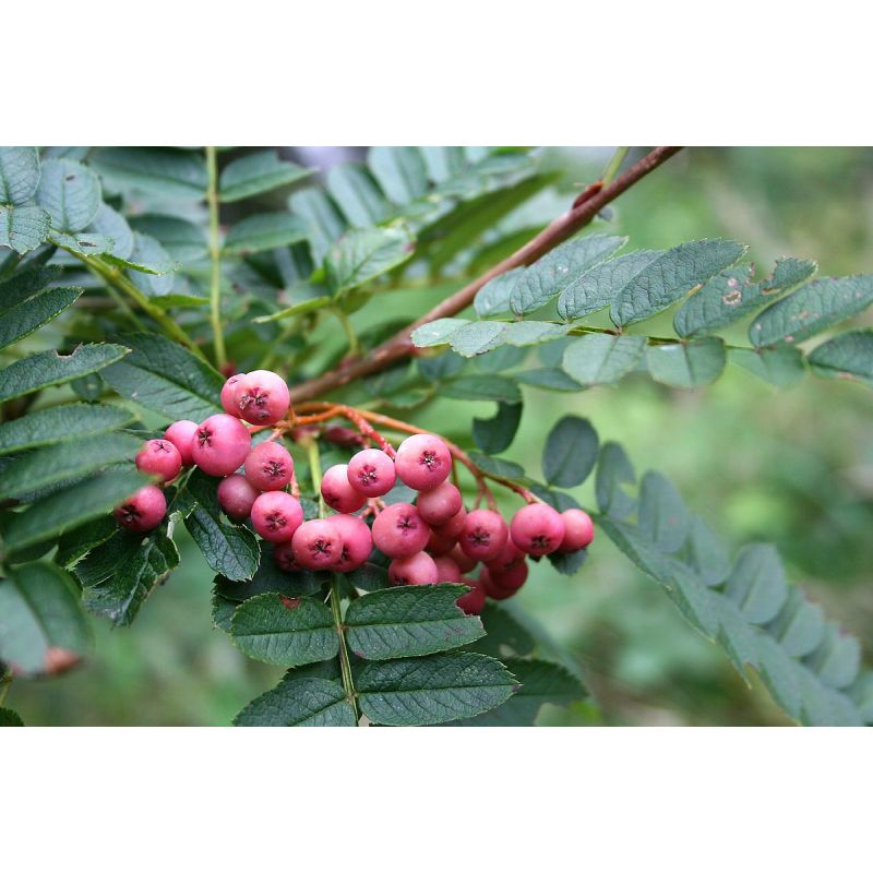 Sorbus vilmorinii Rowan Tree 10 Litre