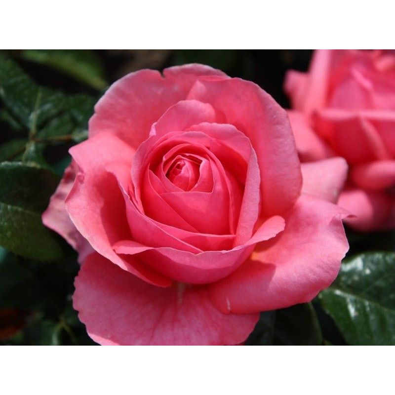 Special Anniversary Hybrid Tea Rose 3.5 Litre