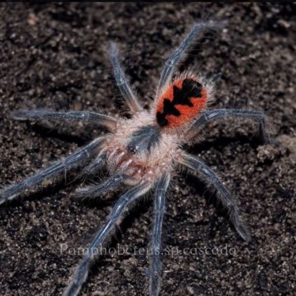 Spiderlin Casada Birdeater