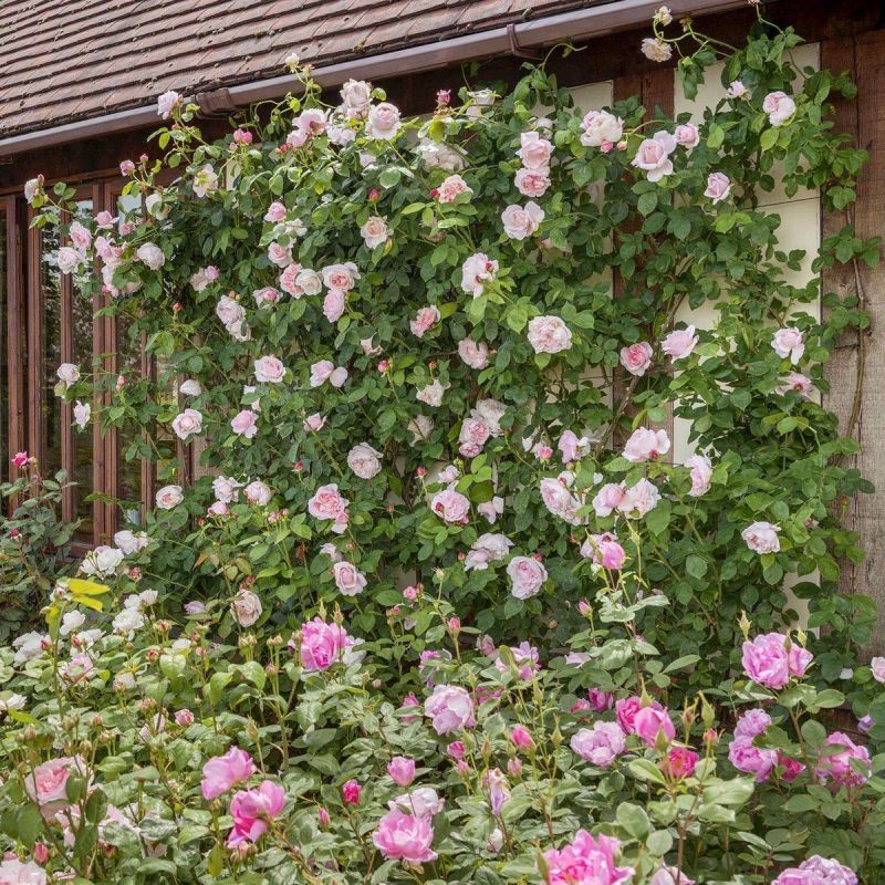 St Swithun David Austin Fragrant Climbing Rose 6 Litre