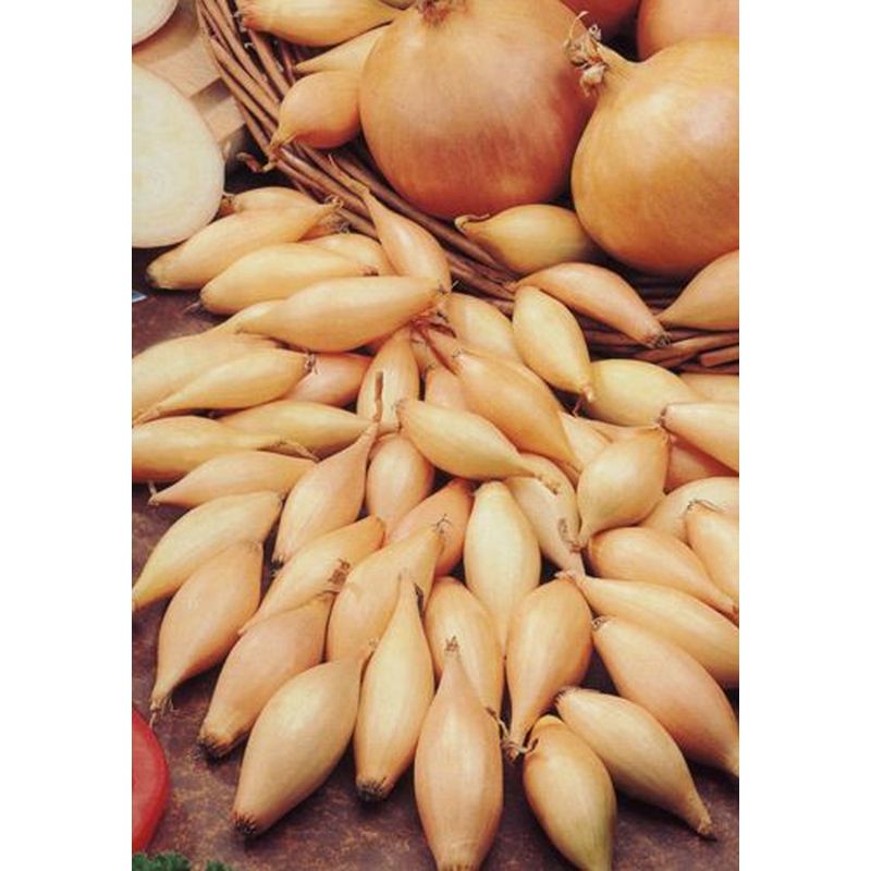Onion Sturon