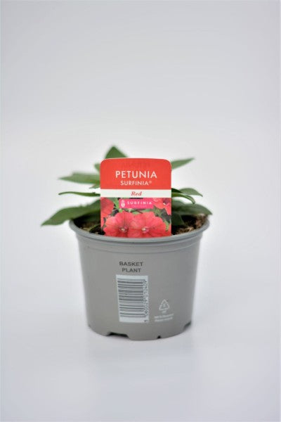 Surfinia Red 10cm