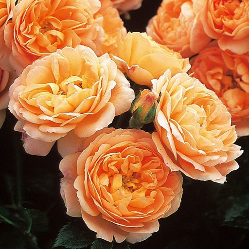Sweet Dream Hybrid tea Rose 4.5 Litre