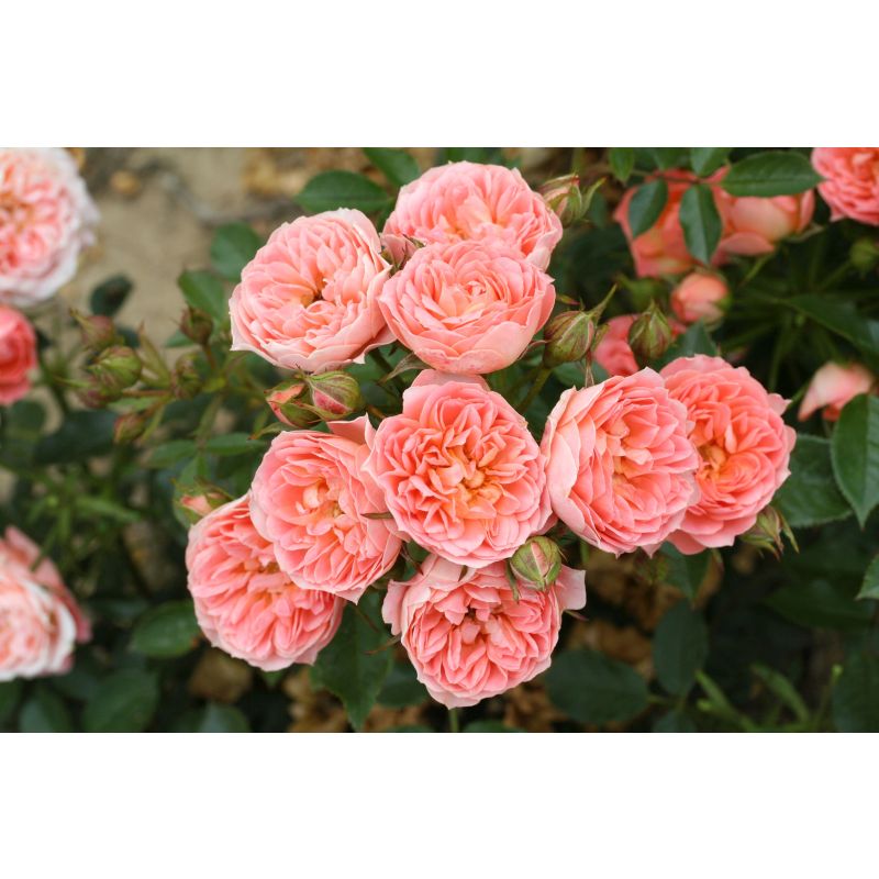 Sweet Wonder Patio Rose 3.5 Litre