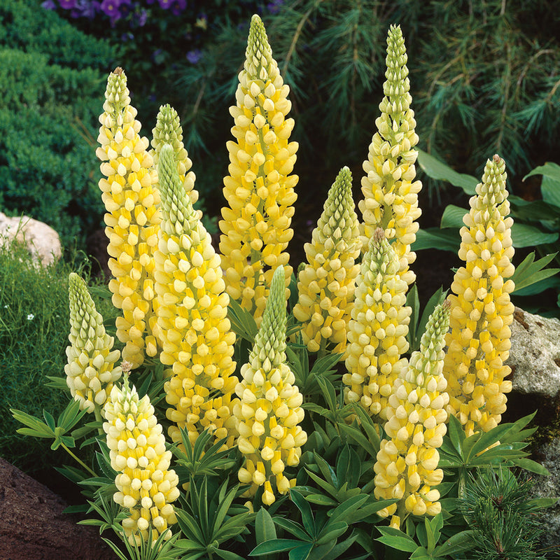 Lupin Gallery Yellow 2 Litre